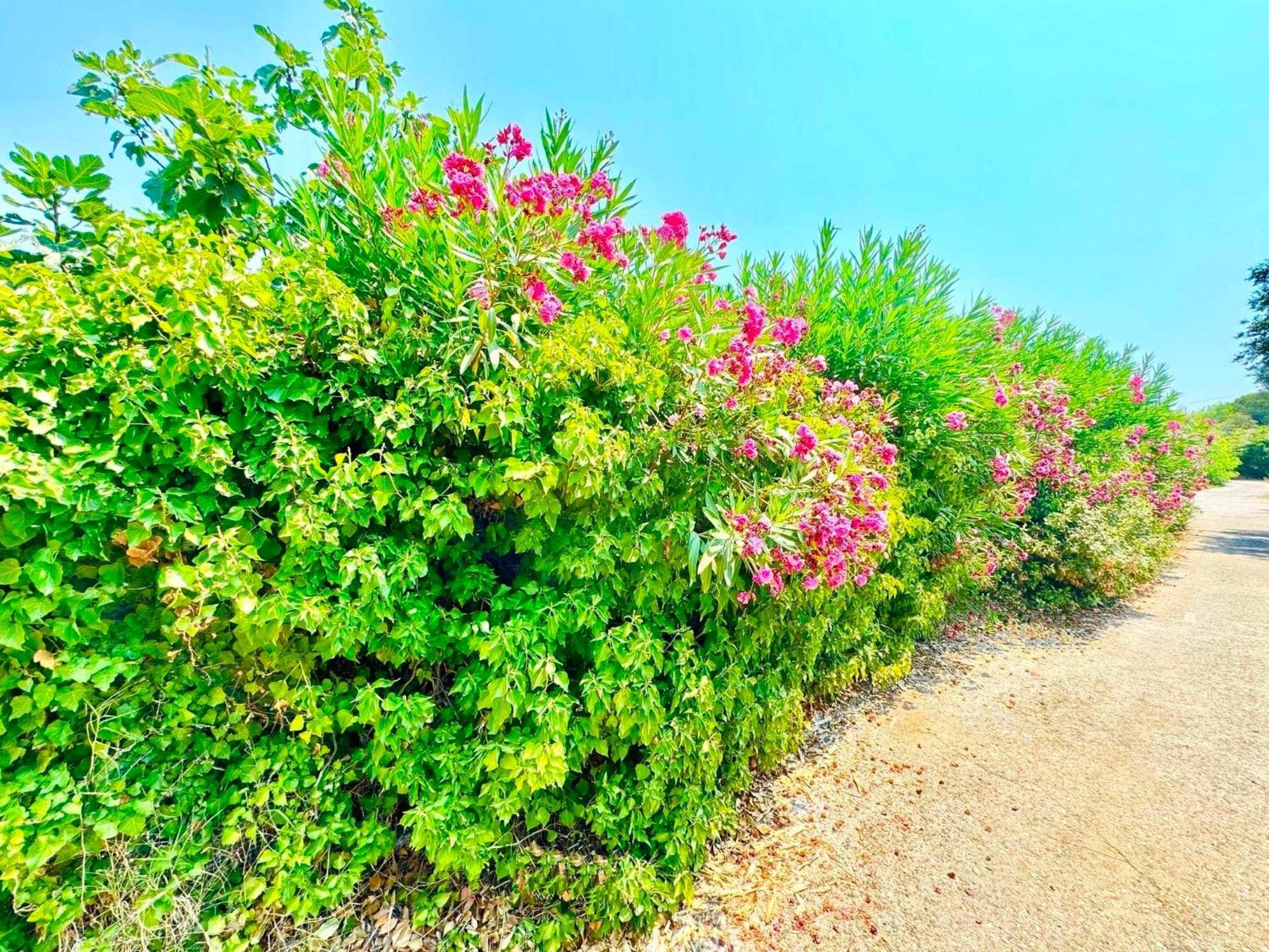 Tetraktys Estate Beachside Υδωρ Ágios Matthaíos Exterior foto